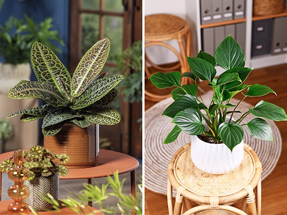 Plantas verdes de colección
